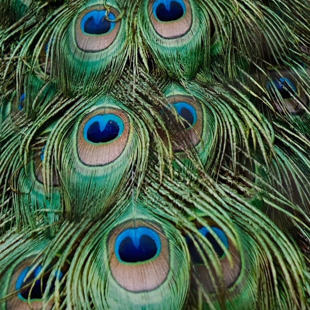 25 10X13 Poly Mailers Peacock Eyes PRICE IS FIRM - Picture 13 of 13